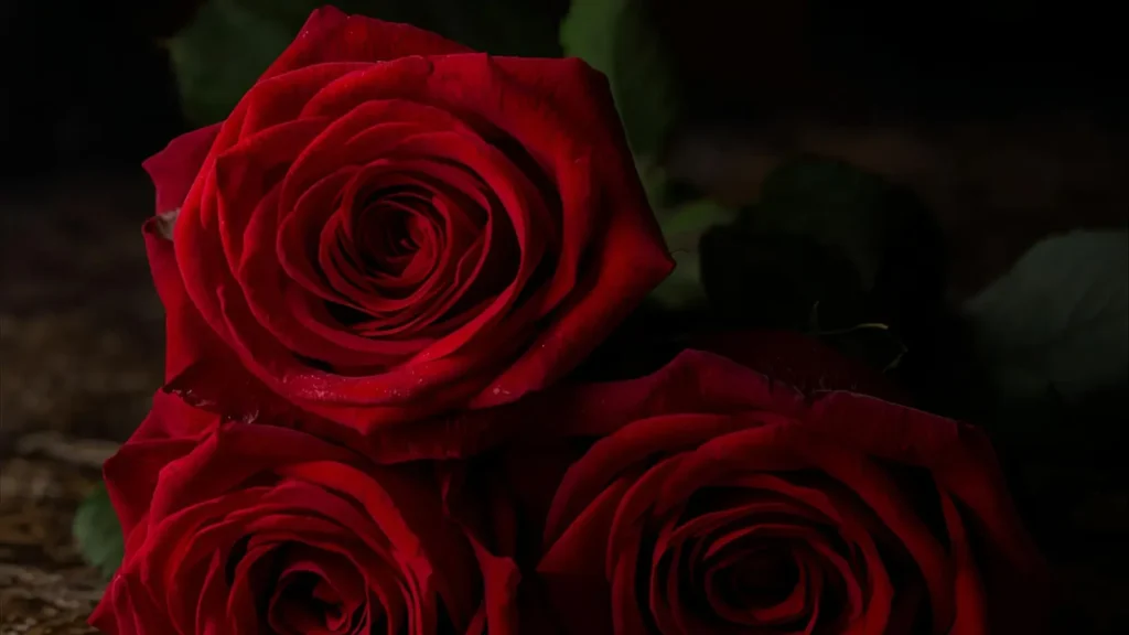 roses caption instagram